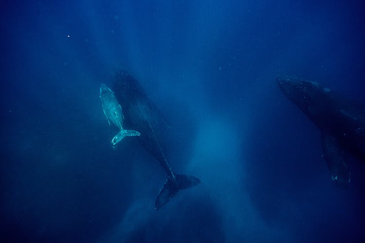 Humpback Whales Swimming Deep Underwater