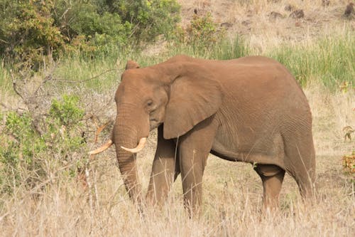 Gratis stockfoto met afrikaanse bush olifant, beest, grasveld