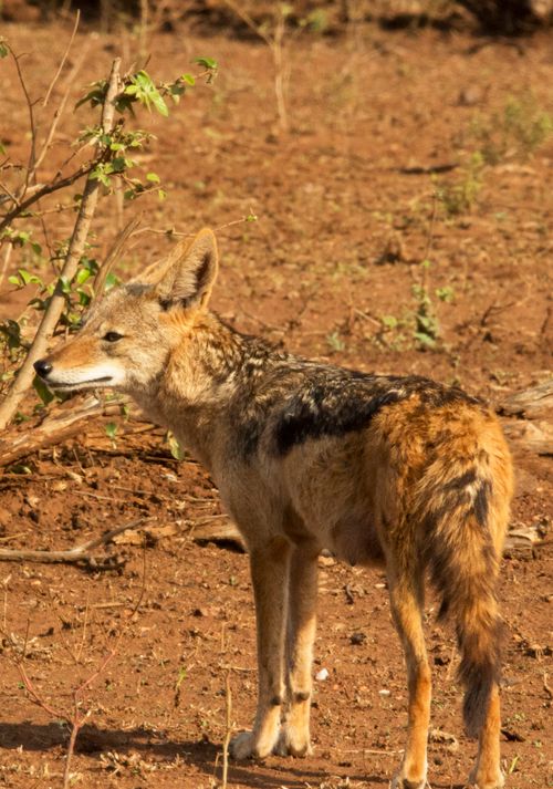 Free A lone jackal standing alert in the dry wilderness under warm sunlight. Stock Photo