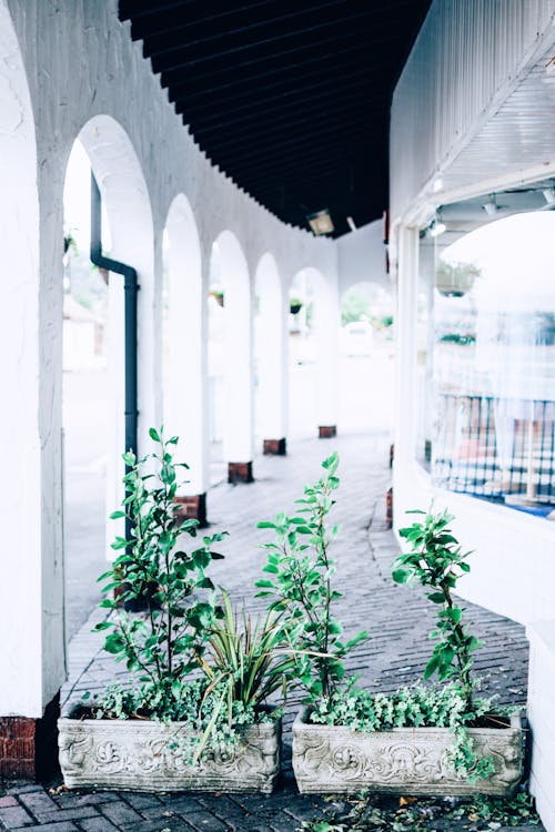 Green Leafed Plants on Hallway