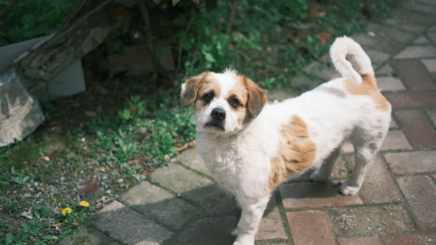 How Much to Feed Your Dog: What the Bag Won't Tell You