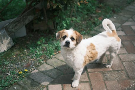 Cute mixed breed dog standing on a brick path outdoors, looking curious and friendly.