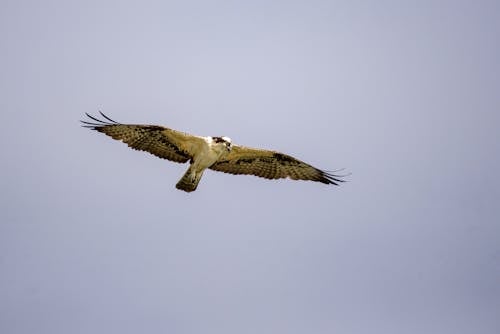 Безкоштовне стокове фото на тему «osprey, морський яструб, птах літати»