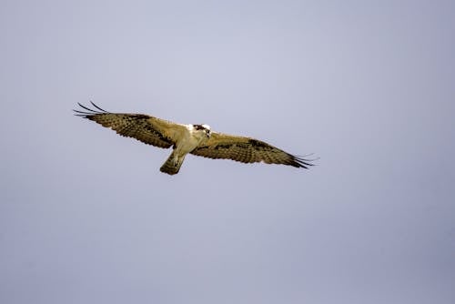 Kostnadsfri bild av fågelflygning, fågelfotografering, fiskgjuse