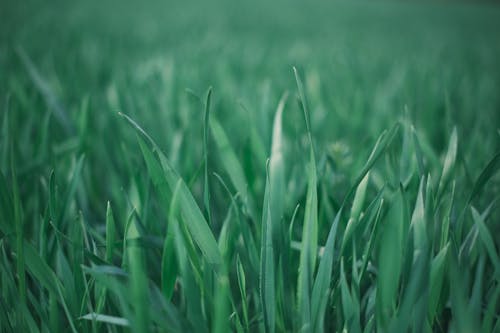 Foto stok gratis daun-daun hijau, merapatkan, rumput hijau