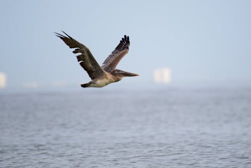 Free Bird Flying Over the Sea Stock Photo