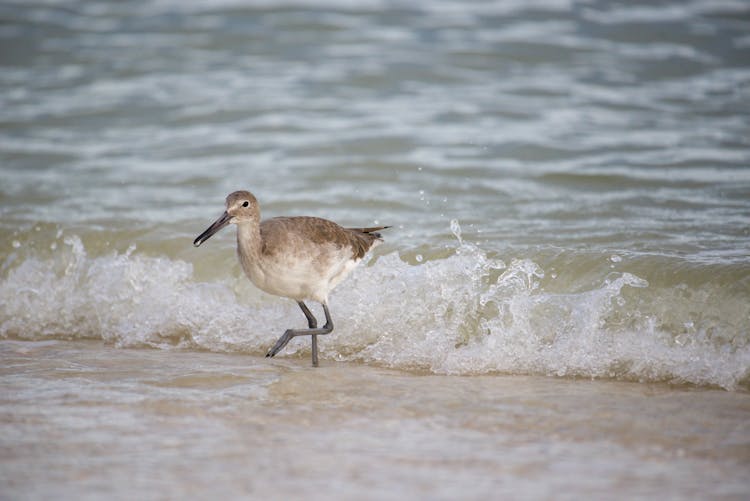 Close-Up Shot Of A Willet Bird On The Beach Shore