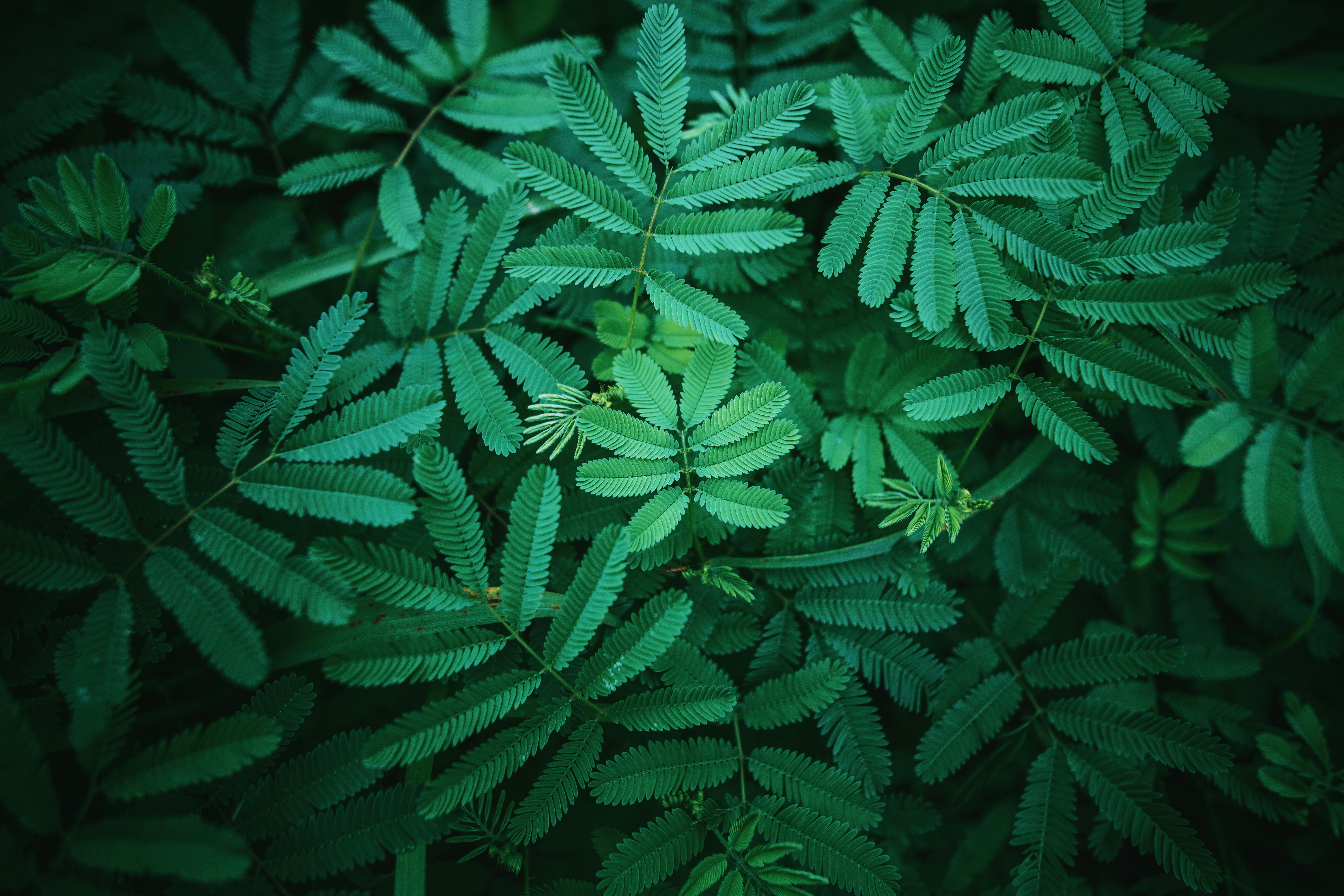 Foliage – Print A Wallpaper