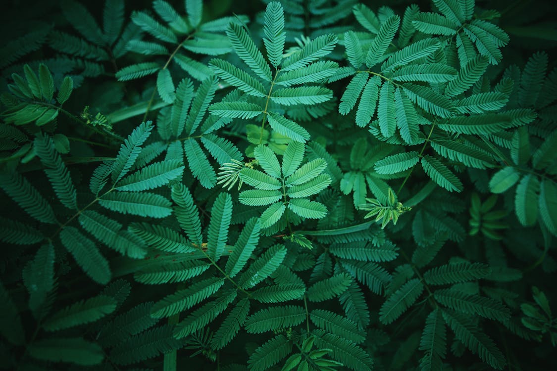 Photography of Leaves