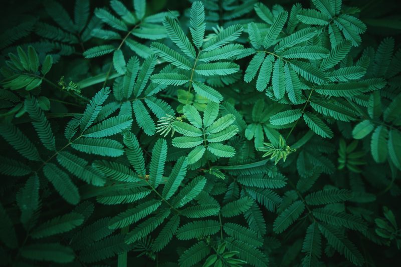 Lush green tropical leaves in soft light