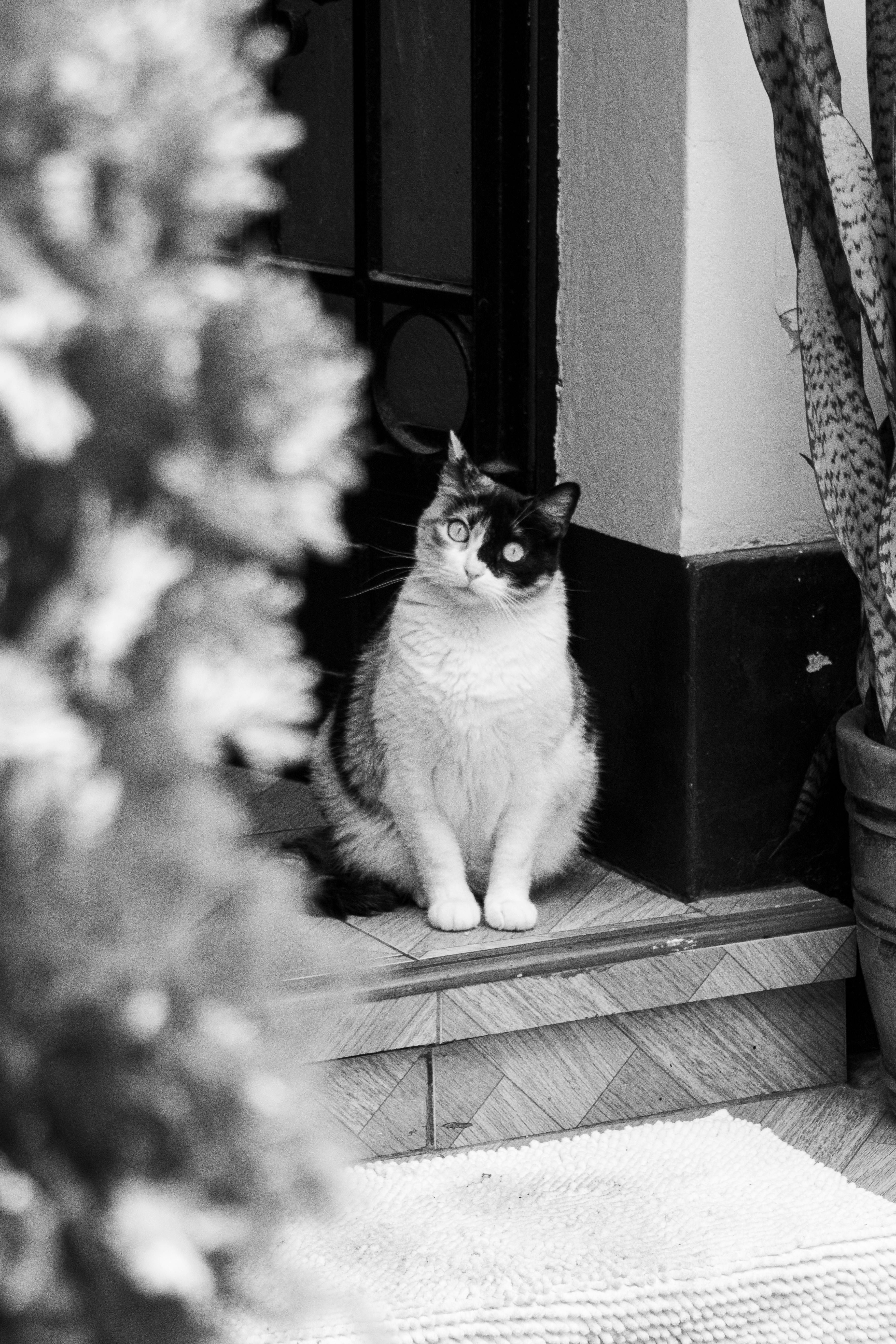 A black and white image of a calico cat sitting indoors, highlighting its calm demeanor.