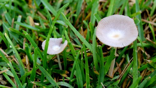 Free stock photo of brown, close-up, garden