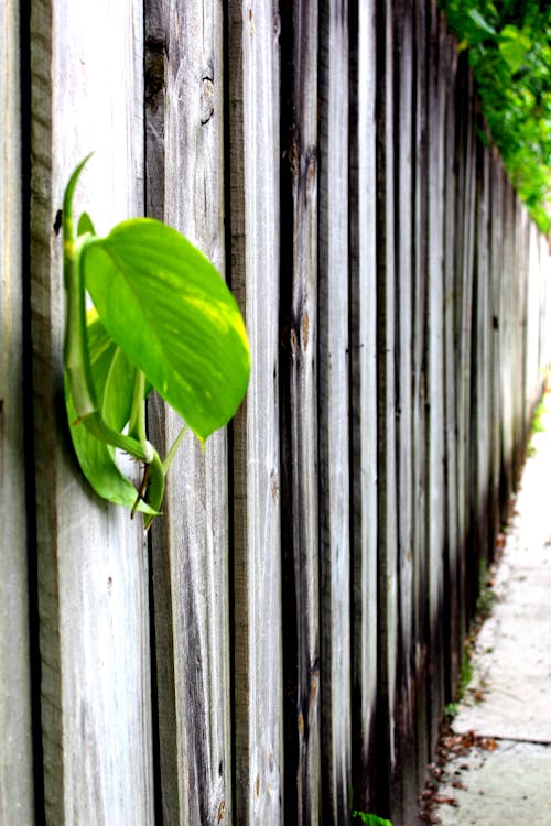 Free stock photo of fence, gate, green