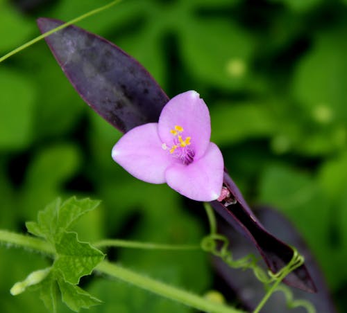 母なる自然, 生活, 紫の無料の写真素材