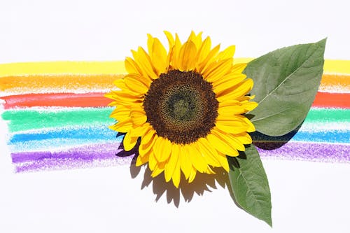 Free Yellow Sunflower With Leaves Stock Photo
