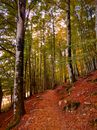 Brown Dirt Road in the Middle of Green Trees
