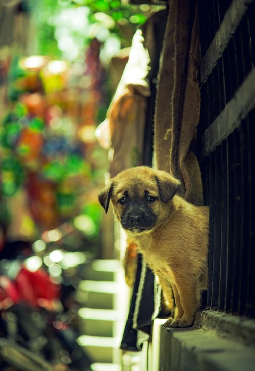 Free A charming puppy peeks through a gate in an urban setting. Perfect for pet-themed imagery. Stock Photo