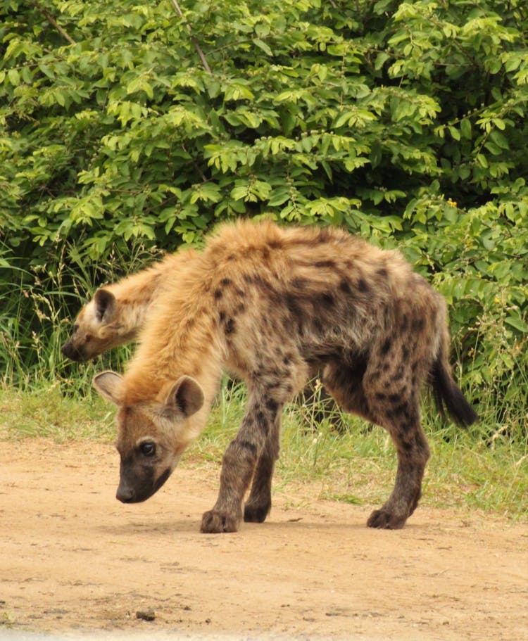 Spotted Hyenas In The Wild