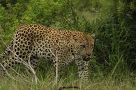 Leopard on Green Grass