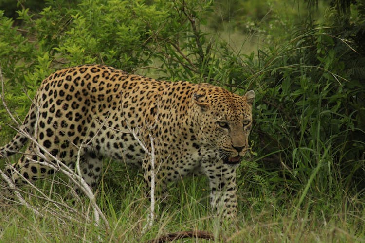 Leopard Walking On Grass