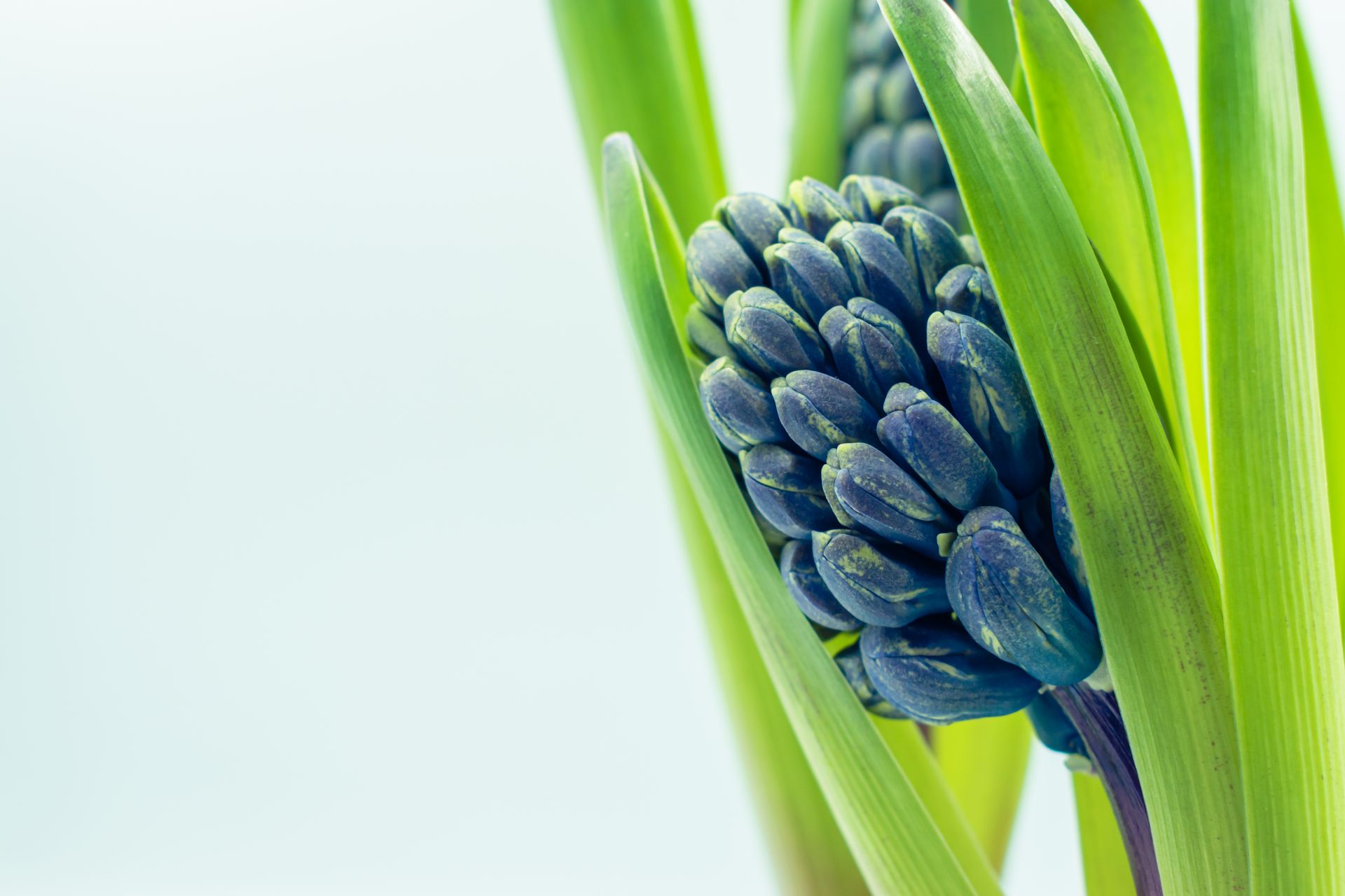 Close-up of vibrant blue hyacinth buds surrounded by fresh green leaves.