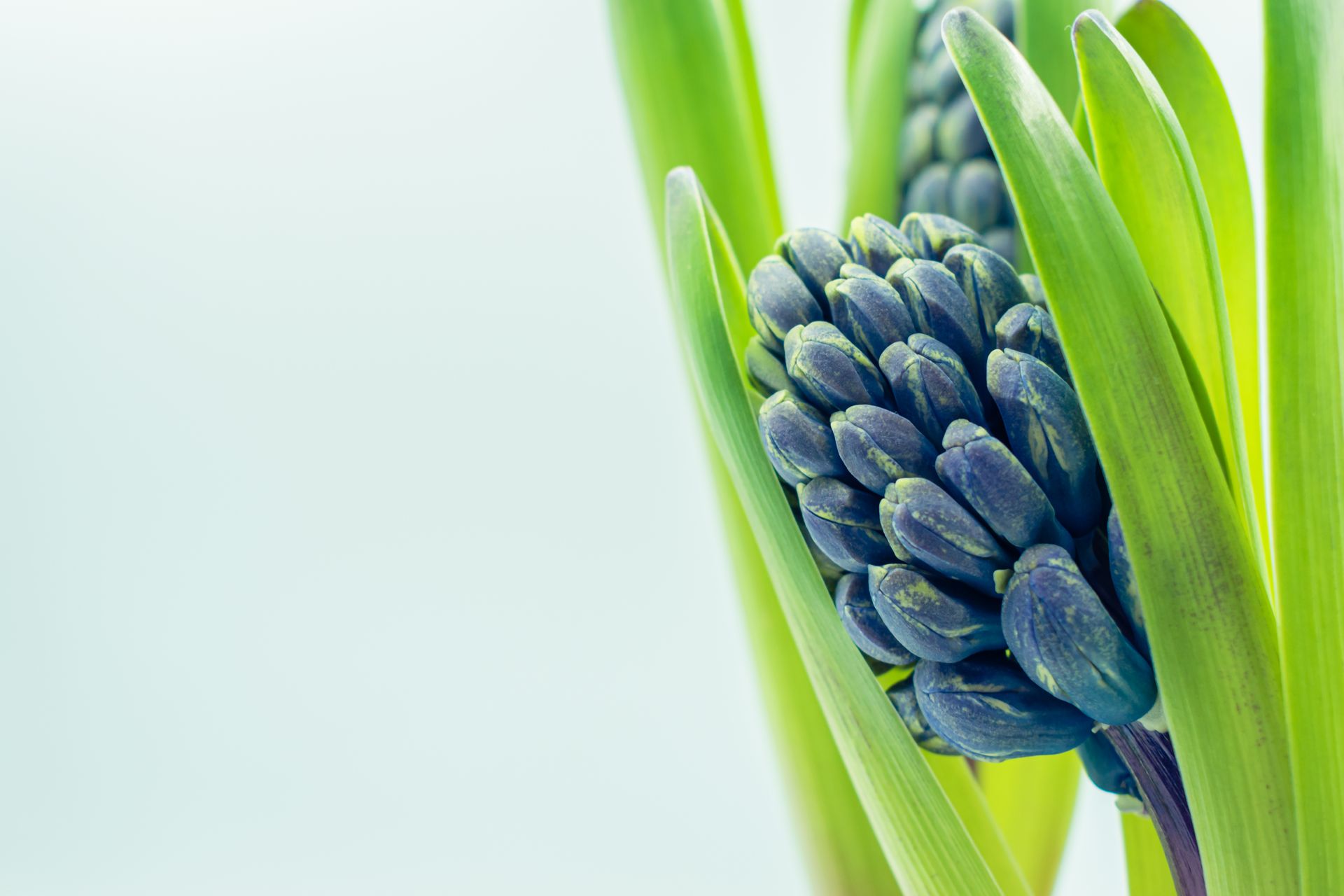 Detailed shot of a hyacinth flower bud surrounded by vibrant green leaves.