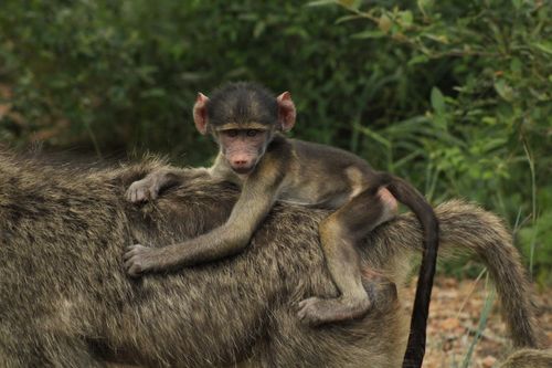 Free Adorable baby baboon riding on adult in lush wildlife setting. Stock Photo