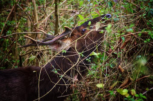Deer 🦌#deer #deerphotography #nepalkathmandu #pokharanepal #chungbasherpawildlifephotography #nepalphotography #awpchk #wildlife_gkmjerry #gkmjerry #wildlife #wildlifeconservation #deerseaso