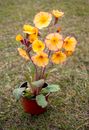 Small brown plastic flower pot with soft tall yellow or light orange primula flowers (seedling) with vivid orange or yellow centers standing on the green lawn in the spring garden.