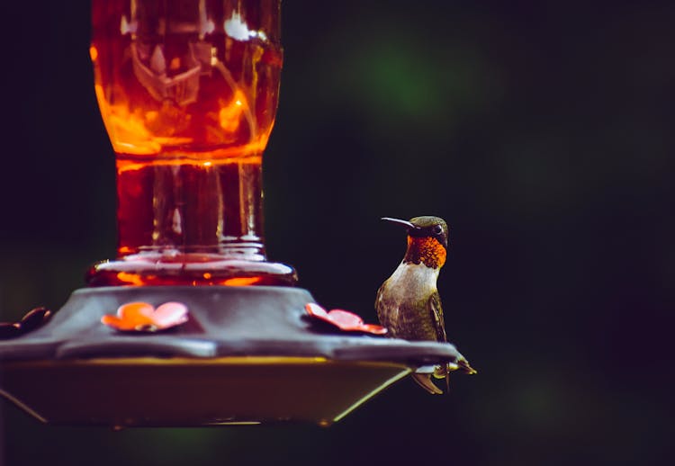 Selective Focus Photography Of Ruby-throated Hummingbird Perched On Bird Feeder