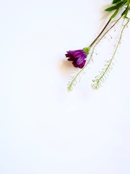 A delicate purple flower with green leaves on a white minimalist background, perfect for elegant designs.