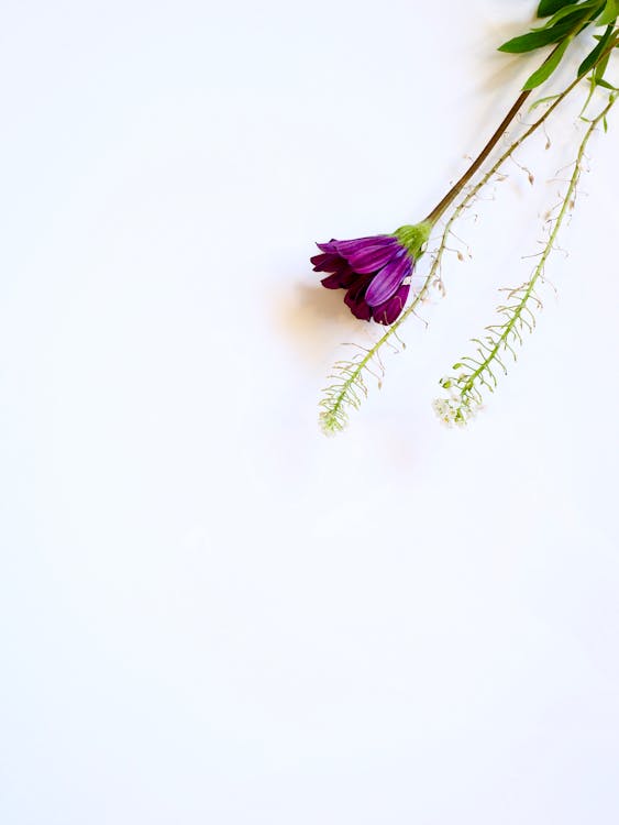 Free Photo of Purple Flower Stock Photo