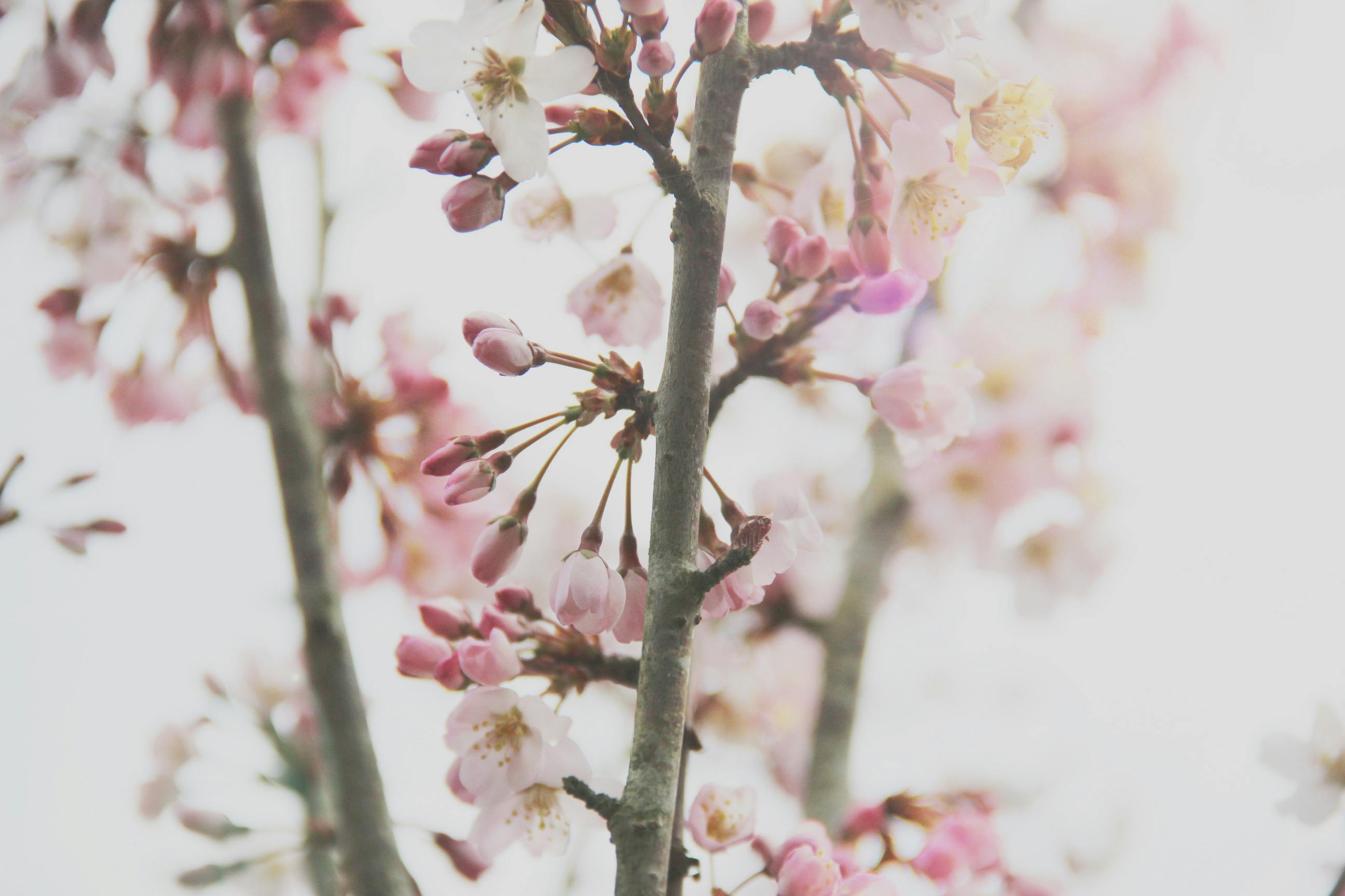 23,276 Cherry Blossom Realistic Royalty-Free Photos and Stock