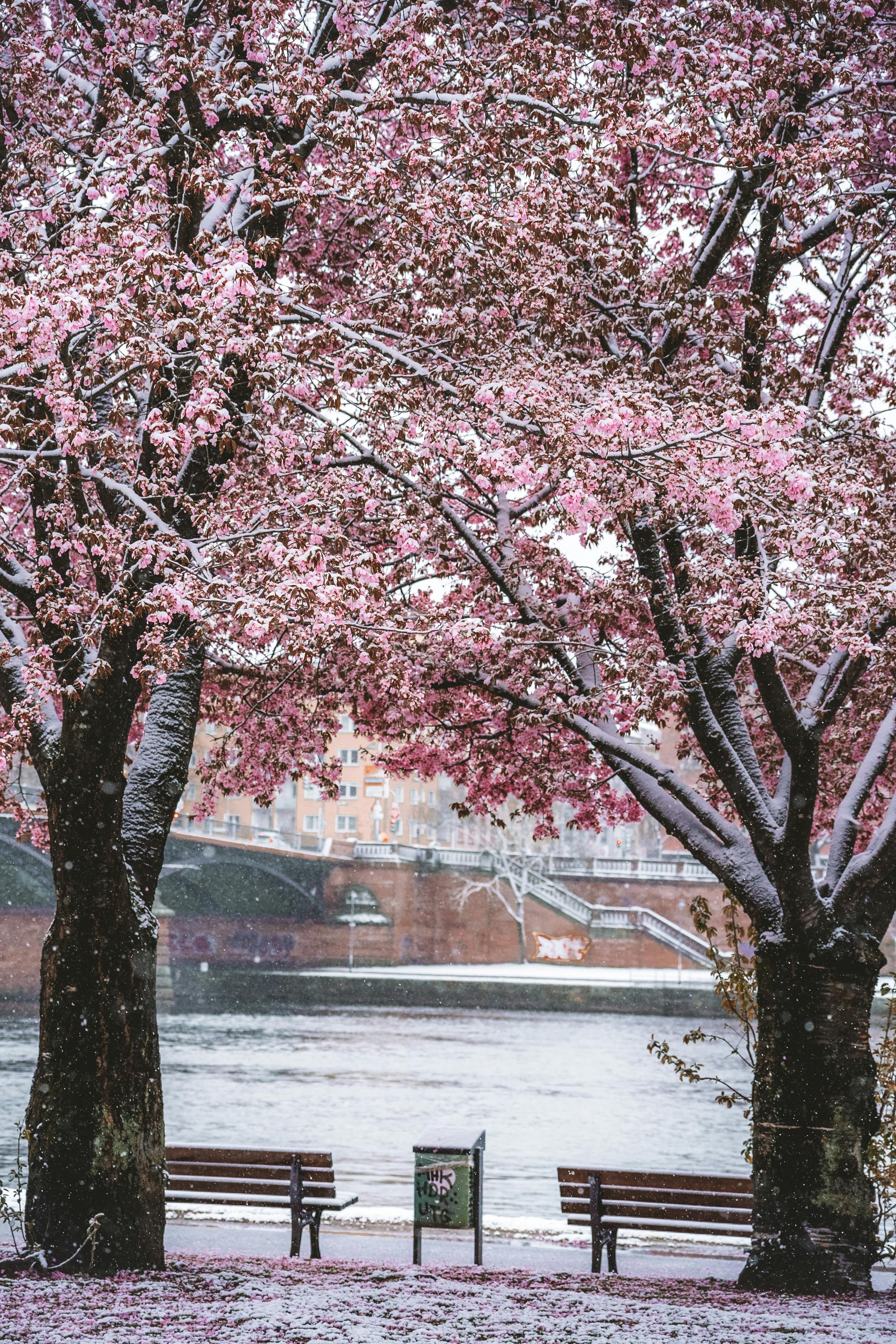 Benches Under Cherry Blossom Trees · Free Stock Photo