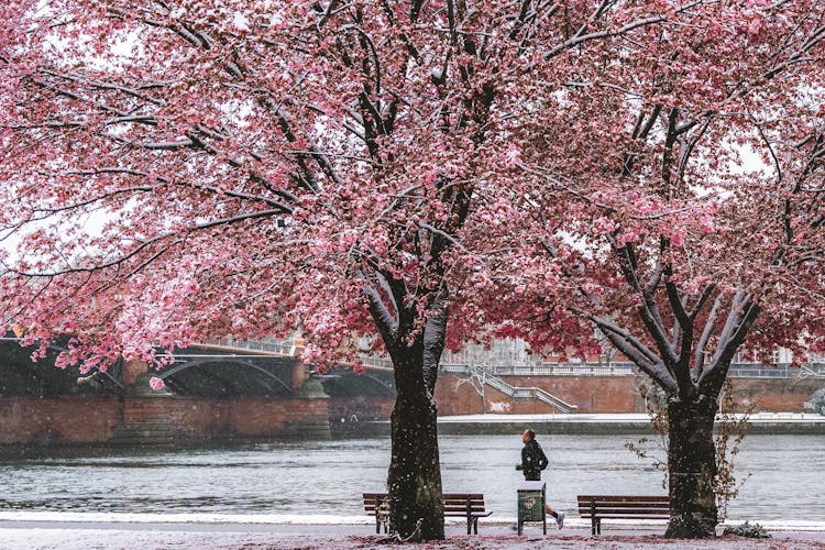 Person Running On Near Water And Pink Trees
