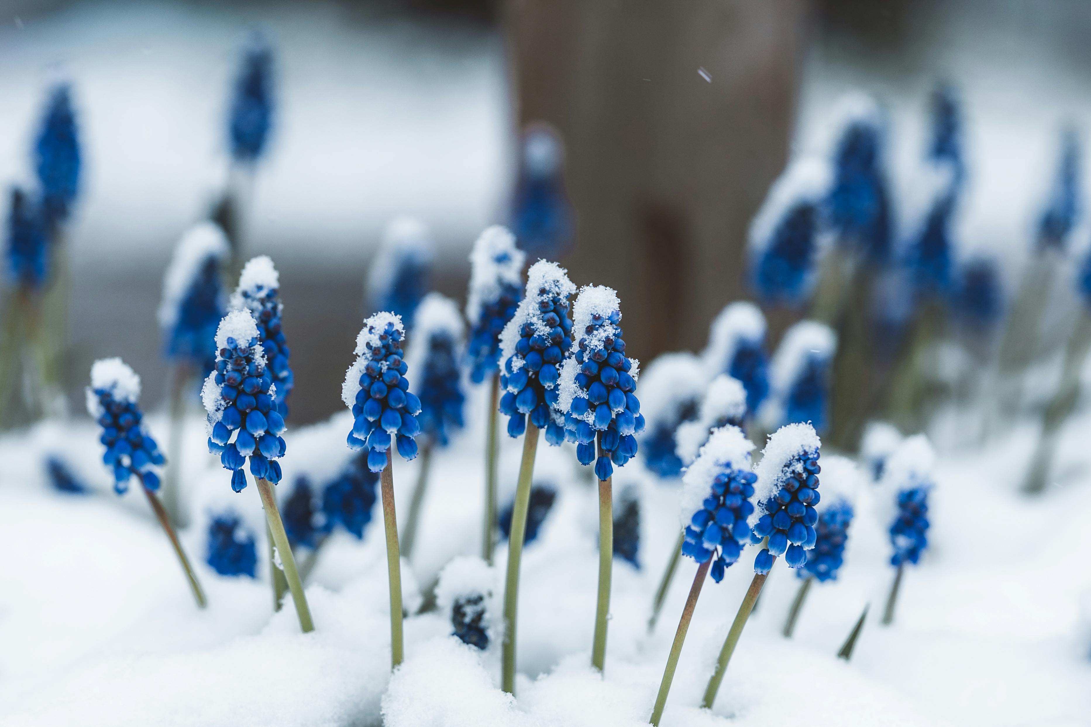 Hyacinth Flowers Covered in Snow · Free Stock Photo