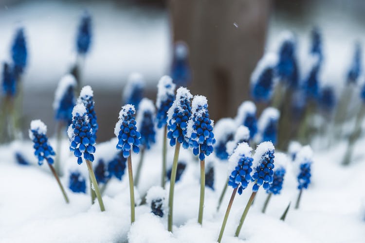 Hyacinth Flowers Covered In Snow 