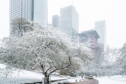 Foto profissional grátis de árvore, coberto de neve, inverno