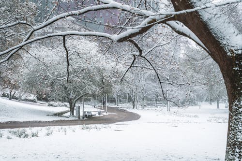 Základová fotografie zdarma na téma chladné počasí, sněhem pokryté zemi, stromy