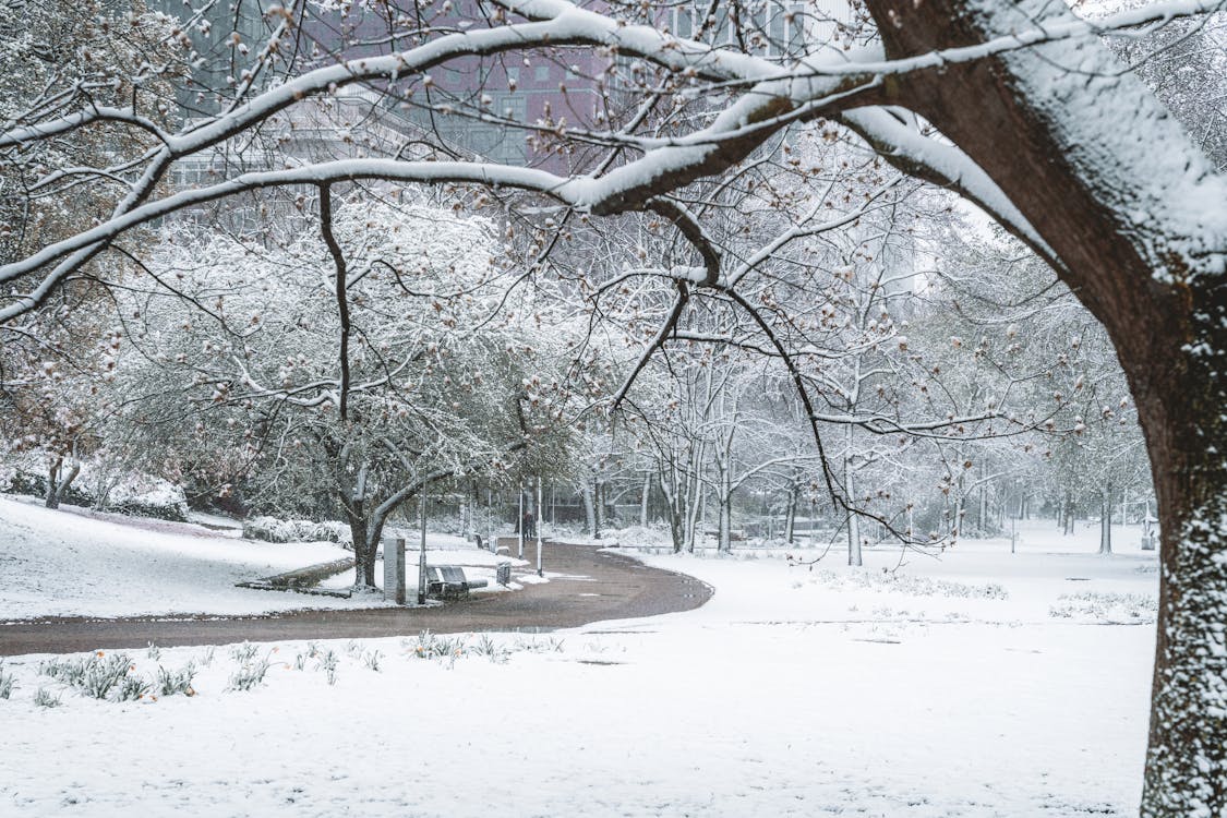 Kostnadsfri bild av kallt väder, snöig, snötäckt mark