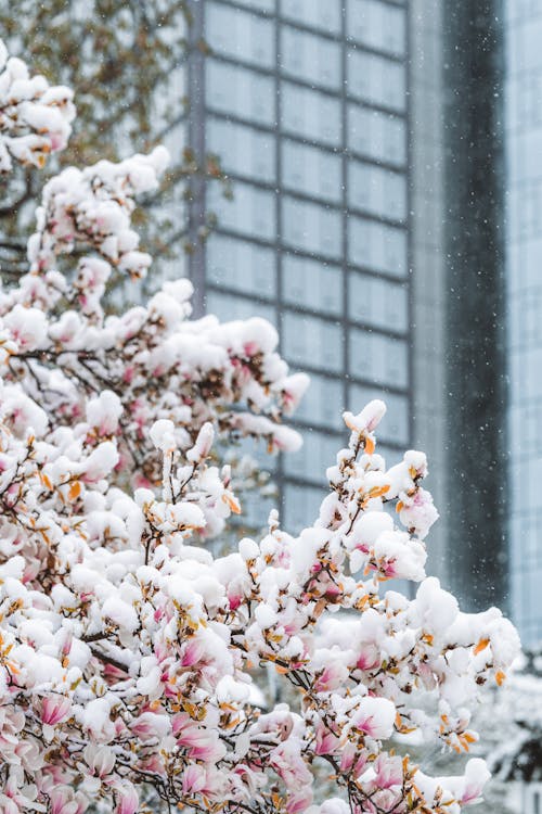 Fotos de stock gratuitas de árbol, congelando, cubierto de nieve
