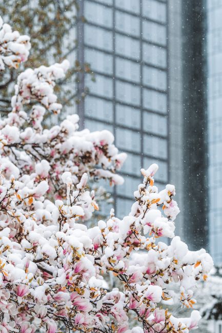 Beautiful snow-covered magnolia tree with skyscraper background.