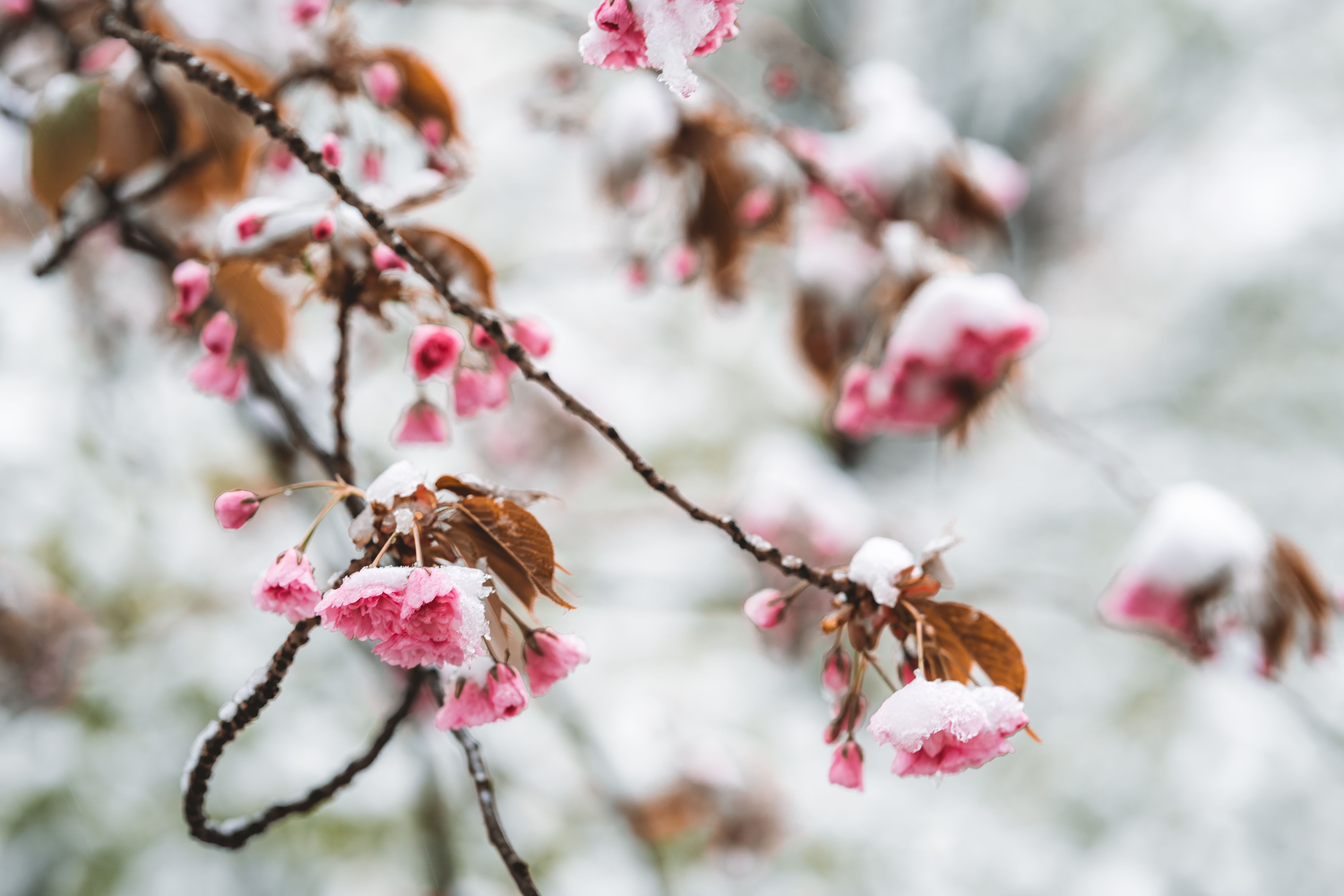 Close-up of snow-covered cherry blossoms in a winter setting, capturing nature's beauty.