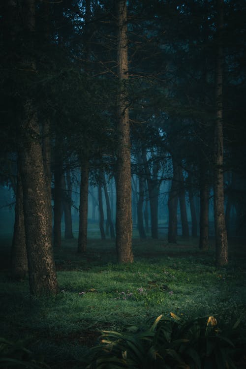 Free Scary View of Forest at Night Stock Photo