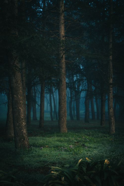 Free Eerie and captivating misty forest scene with tall trees at dawn, evoking mystery and tranquility. Stock Photo