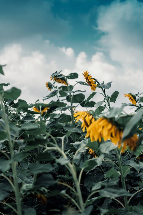 Gratis stockfoto met veld zonnebloemen, zonnebloem