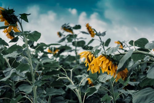 Gratis stockfoto met veld zonnebloemen, zonnebloem, zonnebloem achtergrond