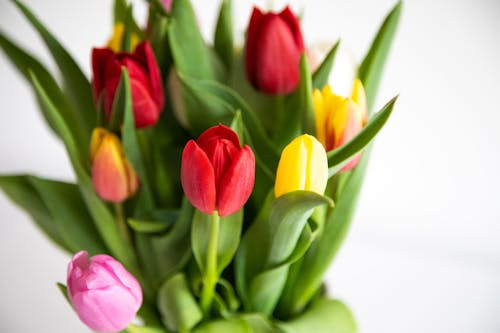 Free Tulips in Close Up Photography Stock Photo