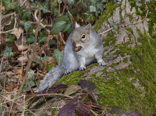 Ilmainen kuvapankkikuva tunnisteilla eläin, eläinkuvaus, itäharmaa orava Kuvapankkikuva