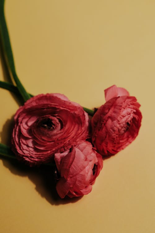 Foto stok gratis berkembang, bunga merah, buttercup persia